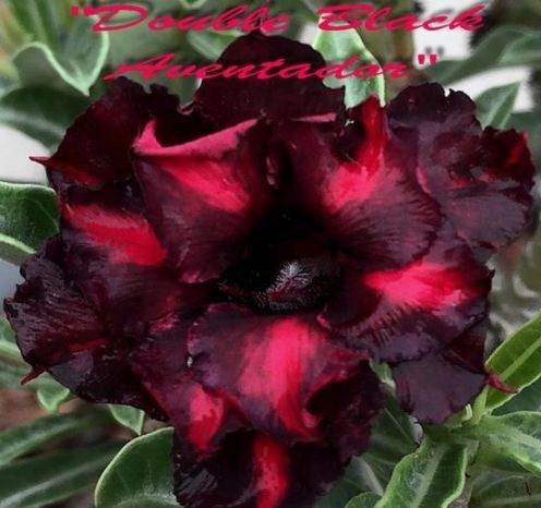 (image for) Adenium Obesum \'Double Black Aventador\' 5 Seeds